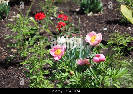 Blüten mit lila rosa Blüten und goldenen und roten Mittelpunkten Stockfoto