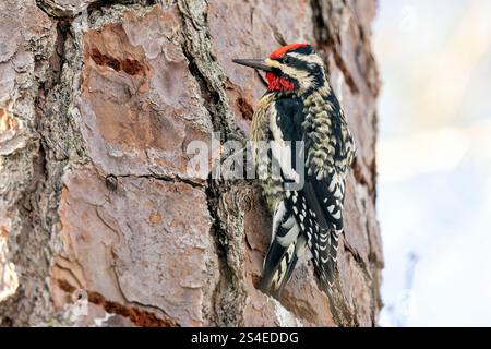 Gelbbauchsauger (Sphyrapicus varius) männlich - Brevard, North Carolina, USA Stockfoto