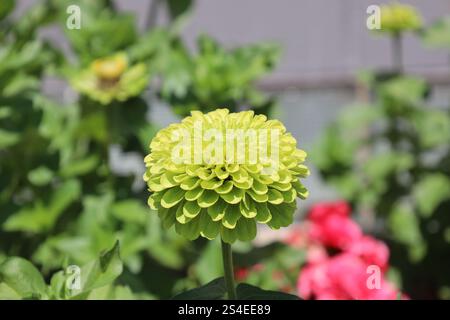 Nahaufnahme einzelne grüne gelbe Blüte mit vielen Blütenblättern in einer Kugel Stockfoto