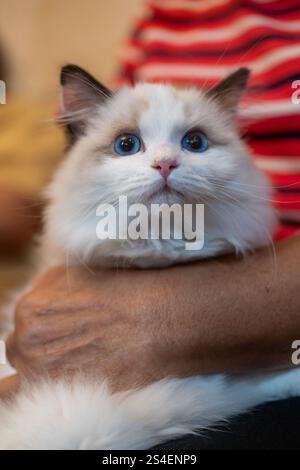 Süße, kleine Ragdoll-Katze, die von ihrem Besitzer gehalten wird. 4 Monate alt Stockfoto