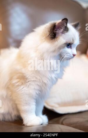 Süße, kleine Ragdoll-Katze. 4 Monate alt. Auf dem Sofa stehen Stockfoto