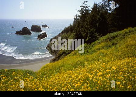 Küste von Oregon Stockfoto