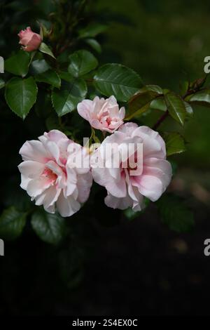 Weiße und rosa Rosen Stockfoto