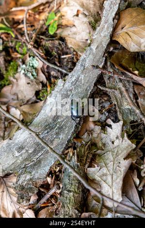 Dungkäfer oder der Dumbledore (Geotrupes stercorarius), der über Baumäste im Wald klettert. Stockfoto