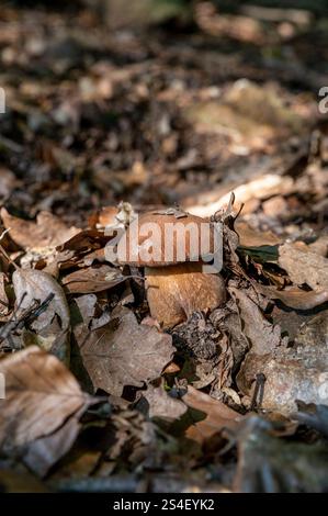Im Sommer wächst der cep-Pilz (Boletus reticulatus) im Wald. Stockfoto