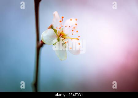 Schöne Blume closeup Stockfoto