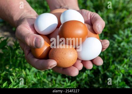 Die männlichen Hände des Bauern sammeln die Eier vom Henroost. Das Konzept der modernen Subsistenzwirtschaft. Stockfoto