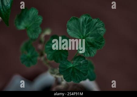 Üppig grüne tropische Pflanzen Busch (Monstera, Palme, Gummipflanze, Kiefer und Farn) Stockfoto