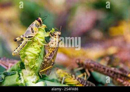 Männliche und weibliche Wüstenheuschrecken, Schistocerca gregaria, sind vor allem in den Wüsten und Trockengebieten Nord- und Ostafrikas, Arabiens und Südafrikas zu finden Stockfoto