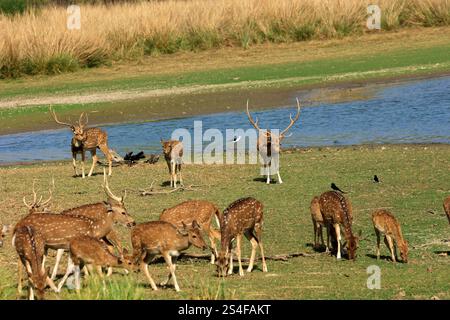 Wunderschöne Hirscharten, die auf Safari in Indien gesehen werden Stockfoto