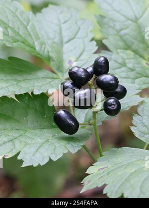 Tödliche giftige Beeren der Baneberry, Actaea spicata, auch bekannt als Bugbane, Kräuter christopher oder Kröte, Wildpflanze aus Finnland Stockfoto