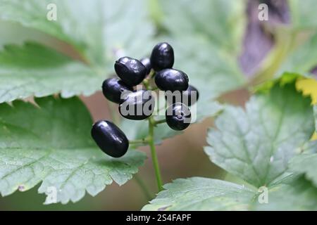 Tödliche giftige Beeren der Baneberry, Actaea spicata, auch bekannt als Bugbane, Kräuter christopher oder Kröte, Wildpflanze aus Finnland Stockfoto