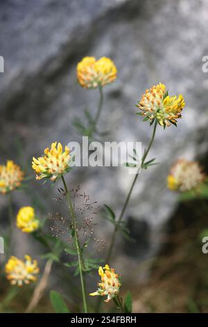Niere Vetch, Anthyllis Vulneraria, auch bekannt als gewöhnlicher Kidneyvetch, Nierenwicke, Damenfinger oder Woundwort, traditionelle Heilpflanze aus Fin Stockfoto