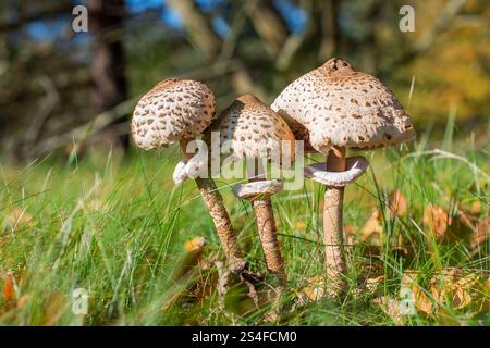 Dreifacher Macrolepiota procera-Pilz, der auf einer Waldwiese wächst Stockfoto