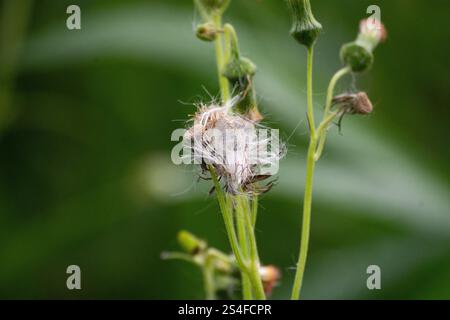 Das zerbrechliche Meisterwerk der Natur: Eine Nahaufnahme der zarten Samenköpfe vor einem weichen grünen Hintergrund, die den Zyklus der Schönheit des Lebens zeigen Stockfoto
