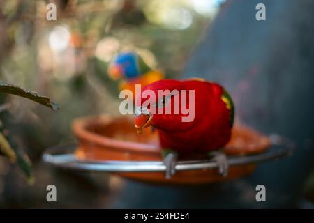 Roter Papagei am Zubringer Stockfoto