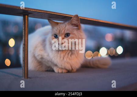 Süße Katze in einer magischen Abendszene Stockfoto