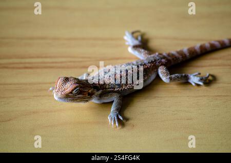 Blick von oben auf den bärtigen Drachen auf hölzernem Hintergrund. Stockfoto