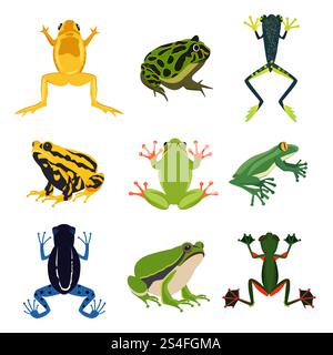 Exotisches Amphibienset. Verschiedene Frösche im Cartoon-Stil. Grüne Tiere isolieren auf weiß. Zeichentrickfilm Frosch Tier Illustration Vektor. Exotisches Amphibienset. Verschiedene Frösche im Cartoon-Stil. Grüne Tiere isolieren auf weiß Stock Vektor