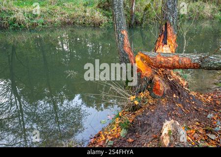 Frische Biber kauen Schilder an den Bäumen am Fluss Stockfoto