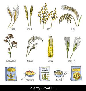 Farbige Abbildungen von Getreide. Vektorbilder im handgezeichneten Stil. Zeichnen Sie Retro-Zeichnungen für frisches Haferflocken und Reis. Farbige Abbildungen von Getreide. Vektorbilder im handgezeichneten Stil Stock Vektor