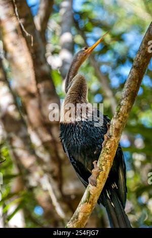 Großer Reiher auf einem Ast im Baum, Amazonas-Regenwald, Yasuni-Nationalpark, Ecuador, Südamerika Stockfoto