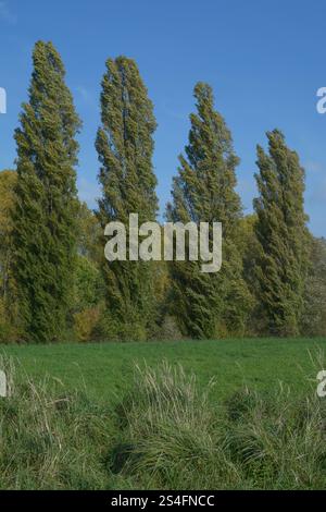 pappelbaum bzw. Populus nigra italica in der Rheinaue, Rheinland, Deutschland Stockfoto