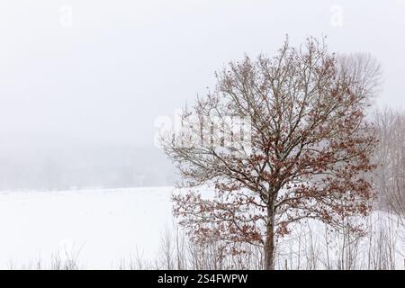 Eiche mit braunen Blättern im Hintergrund der Winterlandschaft Stockfoto