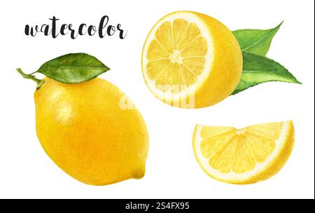 Handgemalte Aquarell Zitronen Botanische Illustration isoliert auf weiß Stockfoto