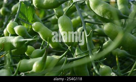 Grüne Sojabohnen-Edamame-Anbaufeld für vegane Lebensmittel. Anbau und Ernte von Sojabohnen in europa. Stockfoto