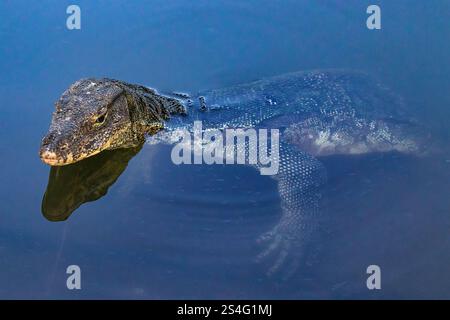 Asiatische Wasserwäscherichse (Varanus salvator) im See im Lumphini Park, Bangkok, Thailand. Kopf über Wasser, Blick in die Kamera. Reflexion über Wasser. Stockfoto