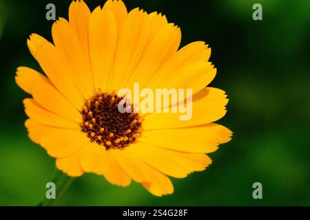 Calendula officinalis - Ringelblume - Heilpflanze auf grünem, sauberem Hintergrund Stockfoto