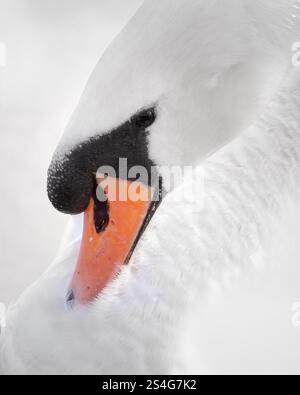 Weißer, stummer Schwan-Kopfschuss vor blauem Hintergrund Stockfoto