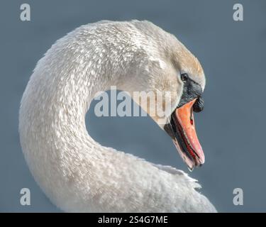 Weißer Schwanenkopf von der Seite. Verdächtiger, bedrohlicher, ernster Blick eines Schwans. Vogel Nahaufnahme vor himmelblauem Hintergrund. Stockfoto