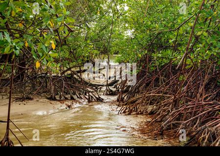 Dichte Mangrovenvegetation, wo der Fluss auf das Meer am Sargi Beach in Serra Grande an der Südküste Bahias trifft Stockfoto