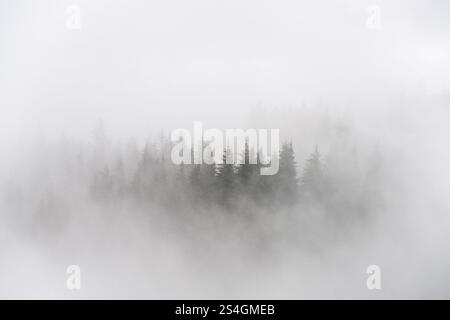 Atemberaubende stimmungsvolle Landschaft mit Kiefern in Nebelschichten im Whinlatter Forest im Lake District Stockfoto