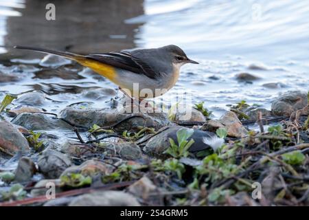 Graue Bachstelze Motacilla cinerea, blaugraue Oberteile Zitronengelber Belüftungsschlitz und Kehle langes winterliches Gefieder am Seerand Stockfoto