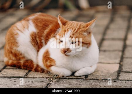 Eine Ingwer-weiße Katze liegt bequem auf einer gepflasterten Oberfläche Stockfoto