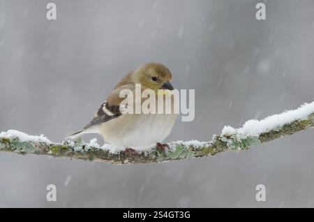 Amerikanischer Goldfinch, Spinus tristis, Wintergefieder in starkem Schneesturm Stockfoto