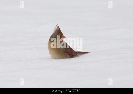 Nördlicher Kardinal, Cardinalis cardinalis, Weibchen, die bei starkem Schneesturm am Boden auf Nahrungssuche sind Stockfoto