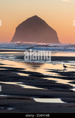 Gull am McPhillips Beach, mit Haystack Rock im Hintergrund, Oregon. Stockfoto