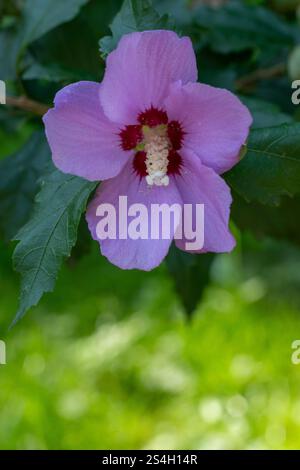 Mallow lila Knospen. Blume und Blätter aus nächster Nähe. Sommerblumen Stockfoto