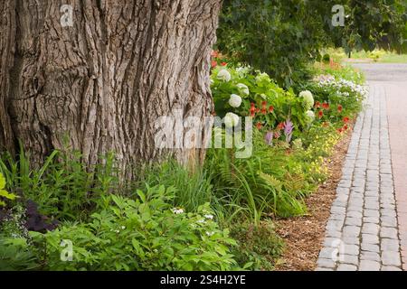 Pflastersteinallee neben gemischter Grenze mit großem Populus deltoides - Pappelbaumstamm und weißer Hortensie arborescens 'Annabelle', gelber Oenothera Stockfoto