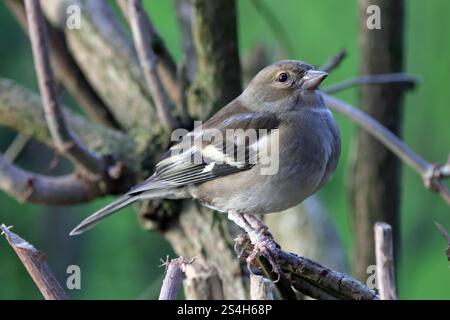 Weiblicher Gemeiner Chaffinch (Fringilla-Koelebs) Stockfoto