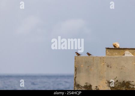 Zwei kleine Vögel ruhen am Rand einer verwitterten Wand mit Blick auf das ruhige Meer unter einem bewölkten Himmel und fangen einen Moment der natürlichen Schönheit und Ruhe ein Stockfoto