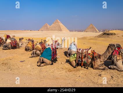 Weniger Touristen kommen zu Kamelen mit Kriegen im Nahen Osten. Tiere, die auf Reiten vor den Pyramiden warten Stockfoto
