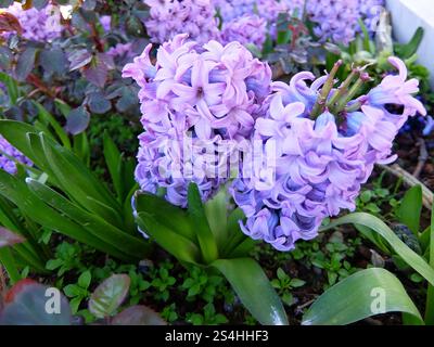 Nahaufnahme von wunderschönen lila Hyazinthen Blüten in voller Blüte. Stockfoto