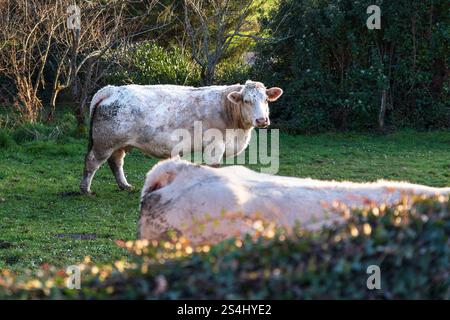 Herde von Charolais-Kühen auf einer Wiese in Burgund im Winter Stockfoto