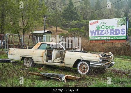Seitenansicht eines Junk Car in der Nähe einer Werbetafel für Clone Wizards Cannabis Nursery in Willits, Kalifornien. Stockfoto