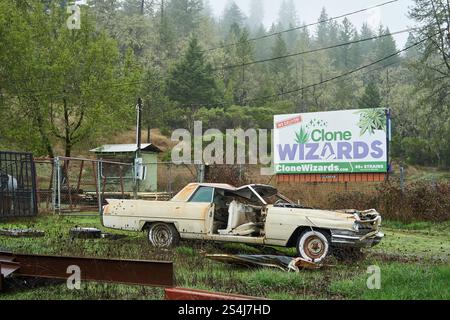 Seitenansicht eines Junk Car in der Nähe einer Werbetafel für Clone Wizards Cannabis Nursery in Willits, Kalifornien. Stockfoto